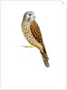 Kestrel, 2011 by Eleanor Grafton