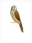 Kestrel, 2011 by Eleanor Grafton