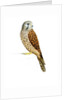 Kestrel, 2011 by Eleanor Grafton