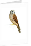 Kestrel, 2011 by Eleanor Grafton