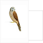 Kestrel, 2011 by Eleanor Grafton