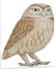 Little Owl, 2011 by Eleanor Grafton