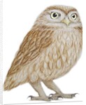 Little Owl, 2011 by Eleanor Grafton