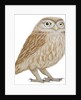 Little Owl, 2011 by Eleanor Grafton