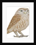 Little Owl, 2011 by Eleanor Grafton