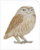 Little Owl, 2011 by Eleanor Grafton