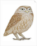 Little Owl, 2011 by Eleanor Grafton