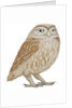 Little Owl, 2011 by Eleanor Grafton