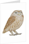 Little Owl, 2011 by Eleanor Grafton