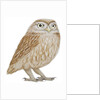 Little Owl, 2011 by Eleanor Grafton