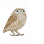 Little Owl, 2011 by Eleanor Grafton