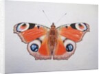 Peacock Butterfly, 2012 by Eleanor Grafton