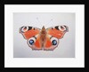 Peacock Butterfly, 2012 by Eleanor Grafton