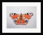 Peacock Butterfly, 2012 by Eleanor Grafton