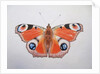 Peacock Butterfly, 2012 by Eleanor Grafton