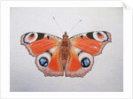Peacock Butterfly, 2012 by Eleanor Grafton