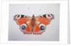 Peacock Butterfly, 2012 by Eleanor Grafton