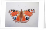 Peacock Butterfly, 2012 by Eleanor Grafton