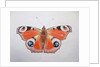 Peacock Butterfly, 2012 by Eleanor Grafton