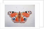 Peacock Butterfly, 2012 by Eleanor Grafton