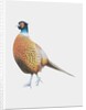 Pheasant, 2012 by Eleanor Grafton