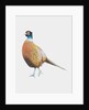 Pheasant, 2012 by Eleanor Grafton