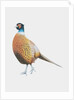Pheasant, 2012 by Eleanor Grafton