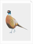 Pheasant, 2012 by Eleanor Grafton