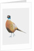 Pheasant, 2012 by Eleanor Grafton