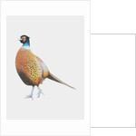 Pheasant, 2012 by Eleanor Grafton