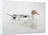 Pintail Duck, 2011 by Eleanor Grafton