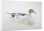 Pintail Duck, 2011 by Eleanor Grafton