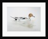 Pintail Duck, 2011 by Eleanor Grafton