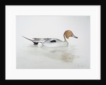 Pintail Duck, 2011 by Eleanor Grafton