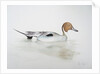 Pintail Duck, 2011 by Eleanor Grafton