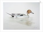 Pintail Duck, 2011 by Eleanor Grafton