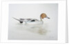 Pintail Duck, 2011 by Eleanor Grafton