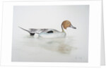 Pintail Duck, 2011 by Eleanor Grafton
