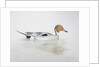 Pintail Duck, 2011 by Eleanor Grafton