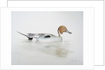 Pintail Duck, 2011 by Eleanor Grafton