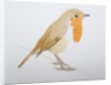 Robin, 2011 by Eleanor Grafton
