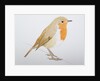 Robin, 2011 by Eleanor Grafton