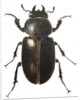 Stag Beetle, 2011 by Eleanor Grafton