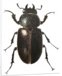 Stag Beetle, 2011 by Eleanor Grafton