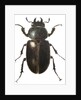 Stag Beetle, 2011 by Eleanor Grafton