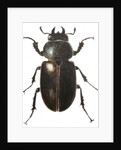 Stag Beetle, 2011 by Eleanor Grafton