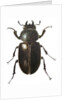Stag Beetle, 2011 by Eleanor Grafton