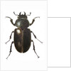 Stag Beetle, 2011 by Eleanor Grafton