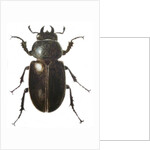 Stag Beetle, 2011 by Eleanor Grafton
