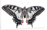 Swallowtail, 2012 by Eleanor Grafton